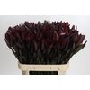 Leucadendron Saf Sunset Dark R.