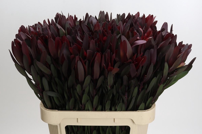 <h4>Leucadendron Saf Sunset Dark Red</h4>
