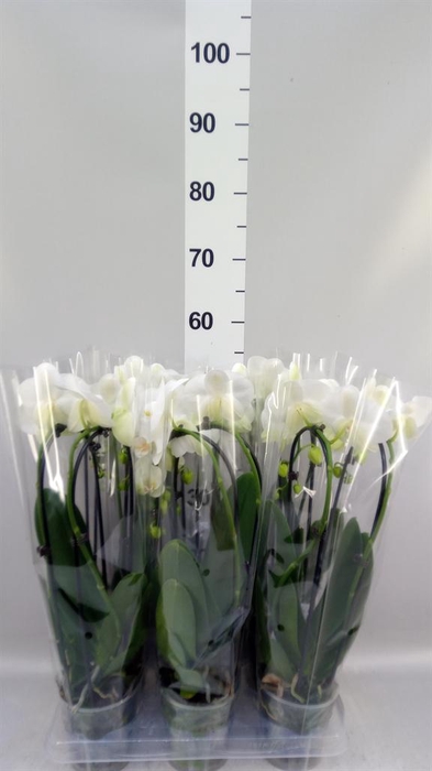 <h4>Phalaenopsis  'Elegant Cascade'</h4>