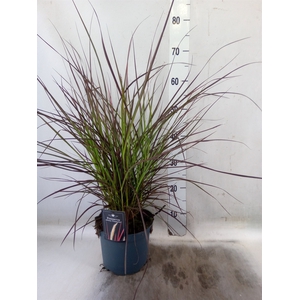 Pennisetum advena 'Fireworks'