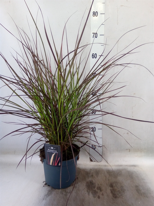 <h4>Pennisetum advena 'Fireworks'</h4>