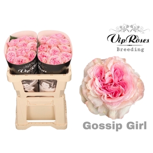 R GR GOSSIP GIRL
