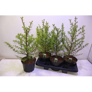 arr8 Larix Kaempferi