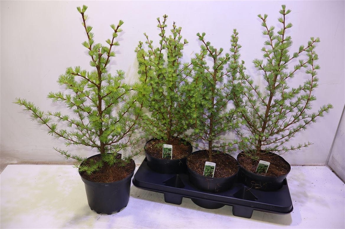 Larix Kaempferi
