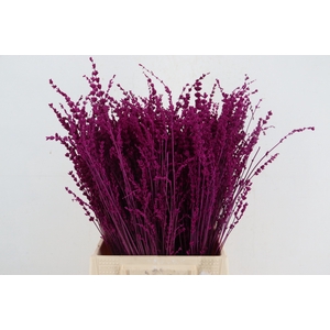 DF Lavender Bs Erica
