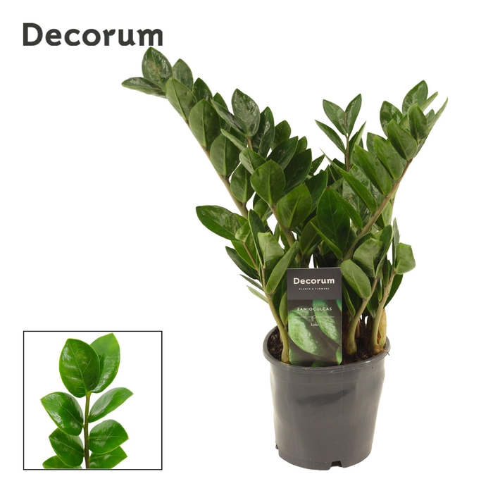 <h4>Zamioculcas Lima P12 5+</h4>