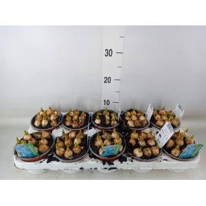 Muscari  'Magic Blue'