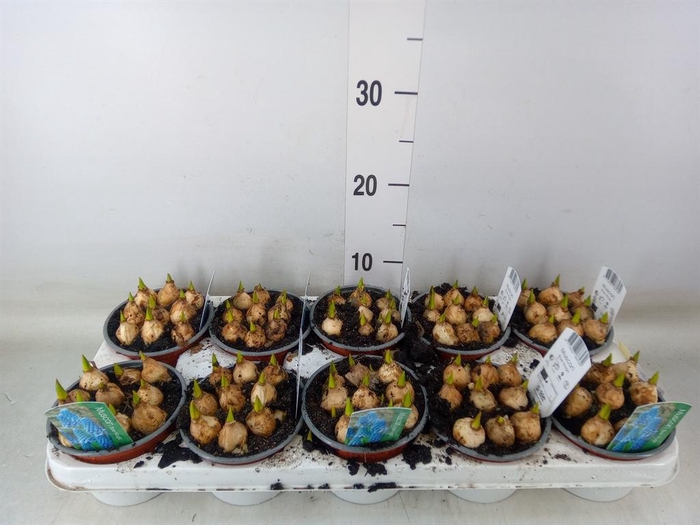 <h4>Muscari  'Magic Blue'</h4>