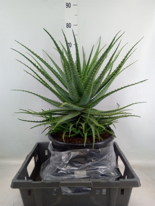 <h4>Aloe arborescens</h4>