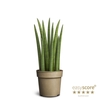 SANSEVIERIA CYLINDRICA P11 ROCKET