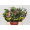 BQ Protea Cynaroides SFB