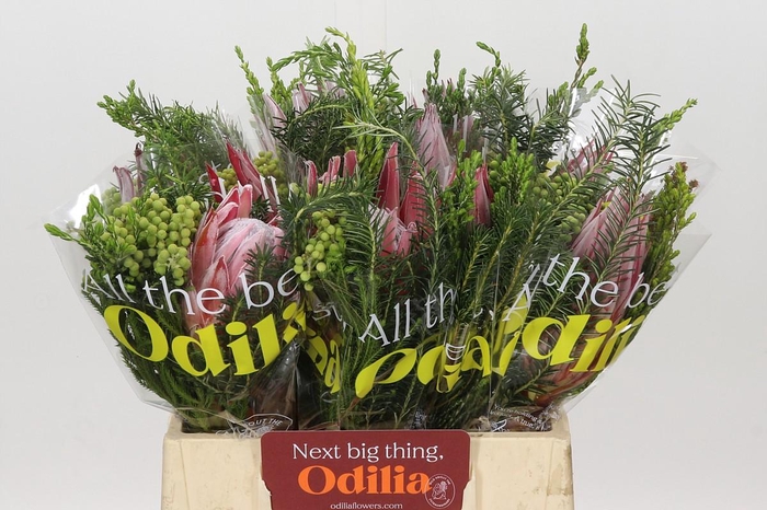 <h4>BQ Protea Cynaroides SFB</h4>