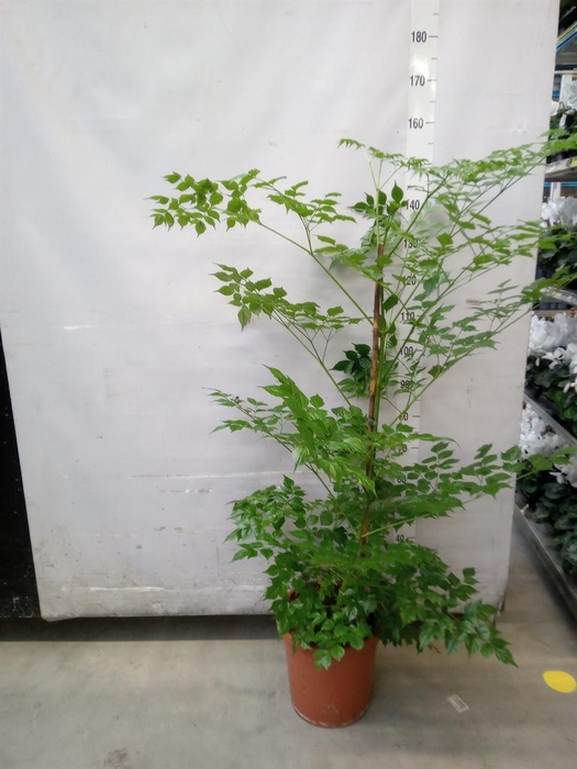 <h4>Radermachera sinica</h4>