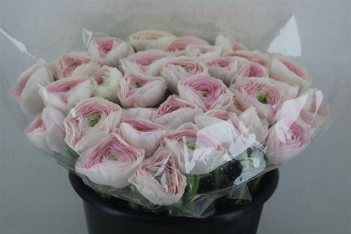 <h4>Ran Cloni Sup Hanoi</h4>