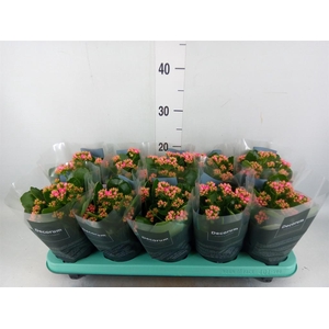 Kalanchoe blos. 'Serenity Pink'