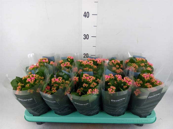 <h4>Kalanchoe blos. 'Serenity Pink'</h4>