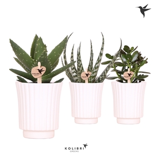 Kolibri Greens Succulenten mix in Retro pot white