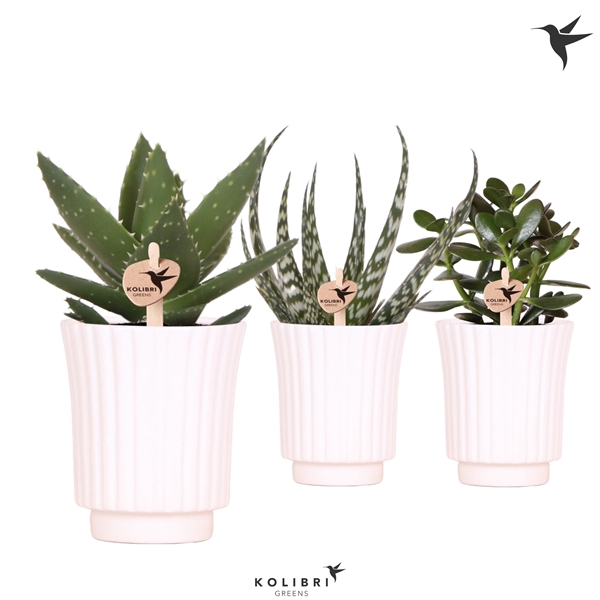 <h4>Kolibri Greens Succulenten mix in Retro pot white</h4>