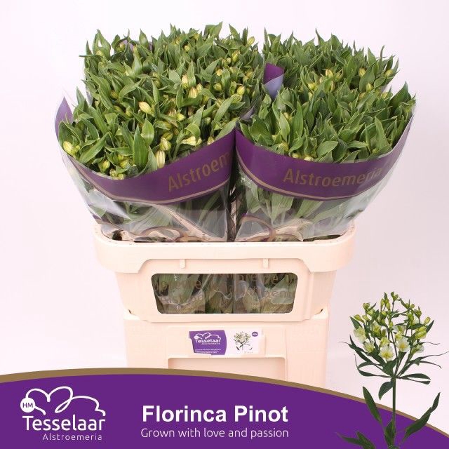 <h4>ALST FL PINOT</h4>