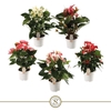 Anthurium Andreanum Topmix
