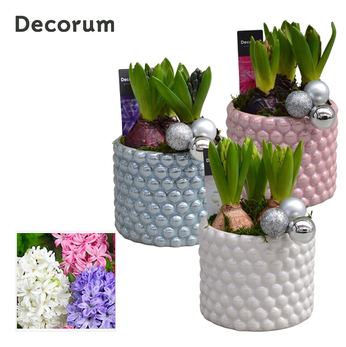 <h4>Hyacint Perla HL14422 [LOVELY COLORS]</h4>