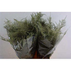 Asp Kbh Kort Olive Green