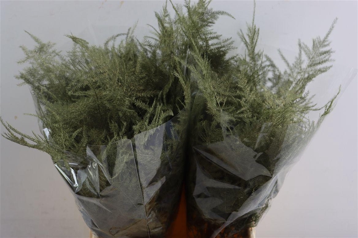 <h4>Asp Kbh Kort Olive Green</h4>