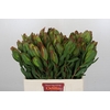 Leucadendron Laurel Yellow Spray