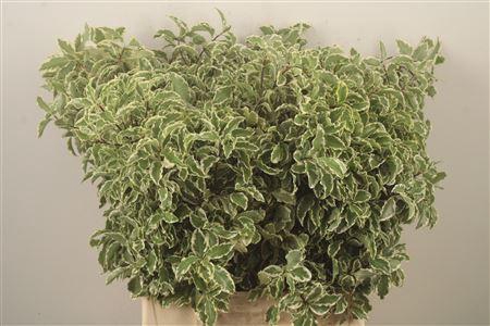 <h4>Pitto Nigra Per Bunch</h4>