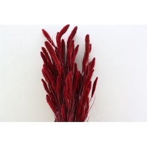 Dried Setaria Red Bunch