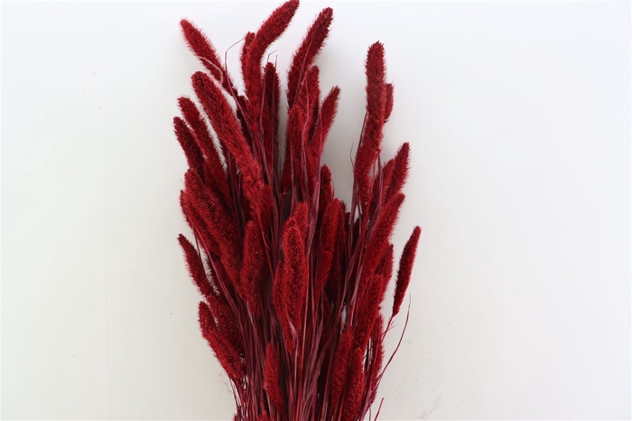 <h4>Dried Setaria Red Bunch</h4>