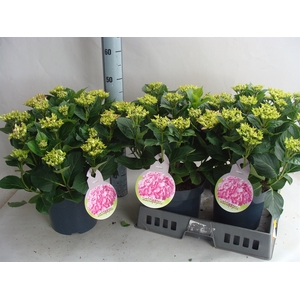 Hydrangea mac.   ...