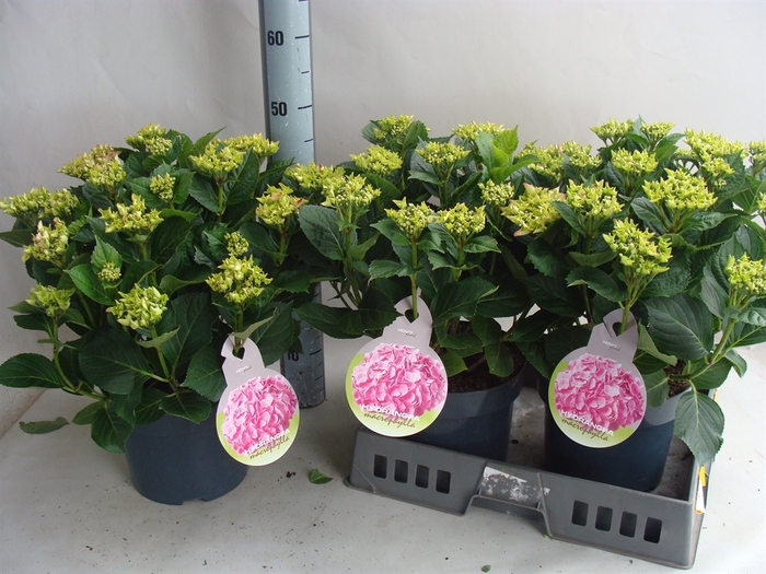 <h4>Hydrangea mac.   ...</h4>