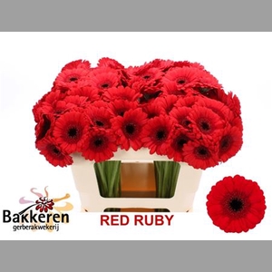 Ge Mi Red Ruby