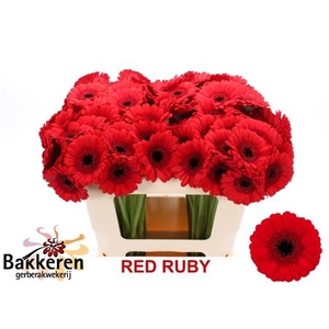Ge Mi Red Ruby