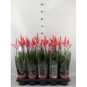 Vriesea  'Elan'