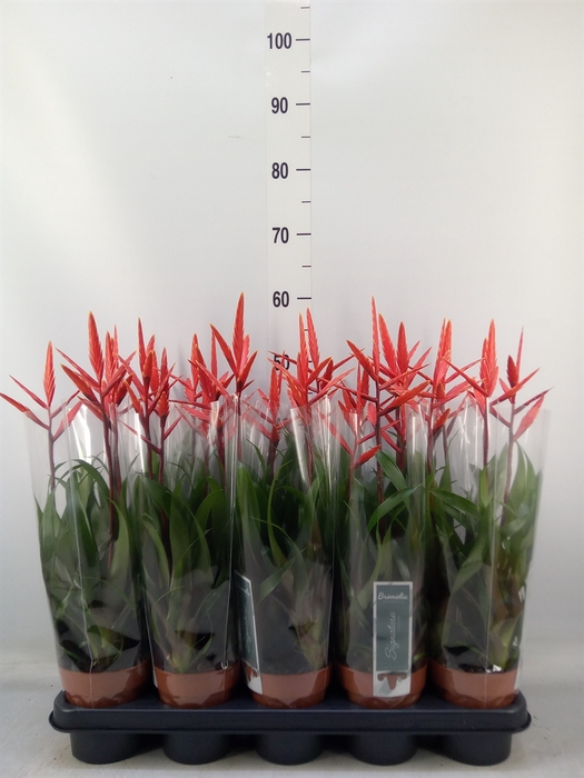 <h4>Vriesea  'Elan'</h4>