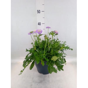 Scabiosa columb.