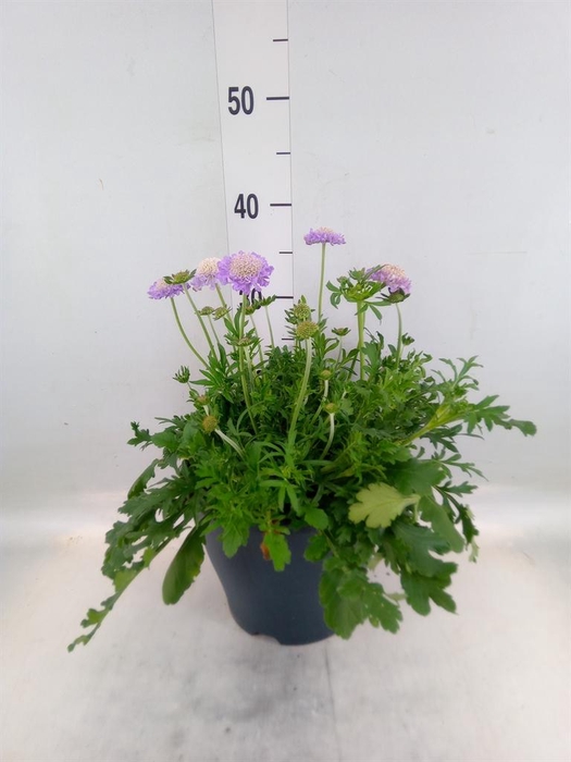 <h4>Scabiosa columb.</h4>