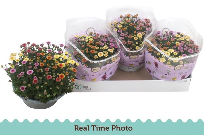 <h4>CHRY JELLYFIS GEM IP</h4>