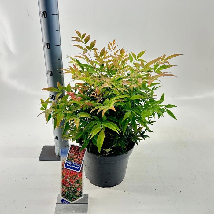 <h4>Nandina domestica</h4>