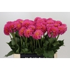 Dahlia Barbados