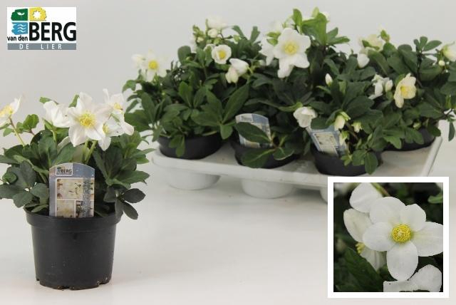 <h4>HELL NI ADVENT STAR</h4>