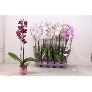 PHAL GEM 5 KL