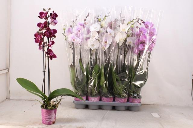 <h4>PHAL GEM 5 KL</h4>
