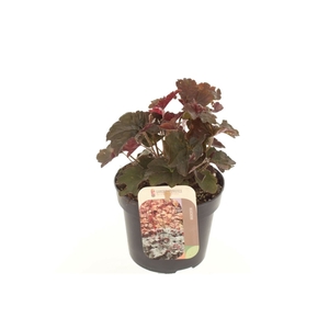 Heuchera micr. Palace Purple