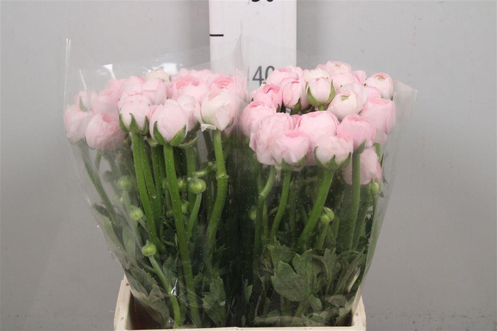 <h4>Ran Su Lady</h4>