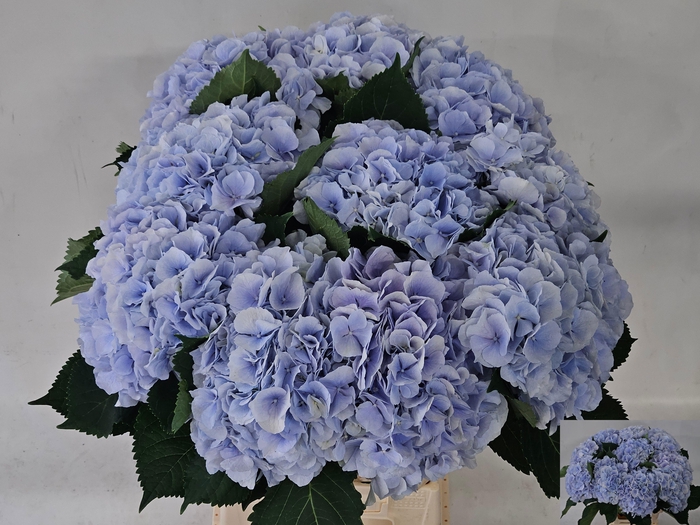 <h4>HYDR M CH VERENA BL</h4>