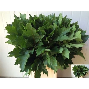 Quercus Rubra Eikenblad Grof