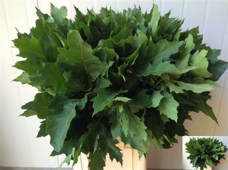 <h4>Quercus Rubra Eikenblad Grof</h4>